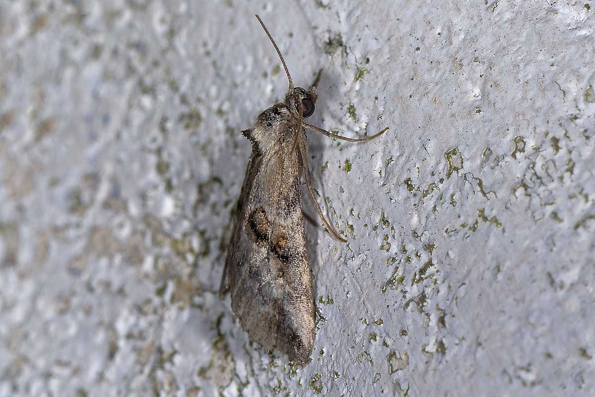 Da identificare - Zebeeba falsalis, Erebidae